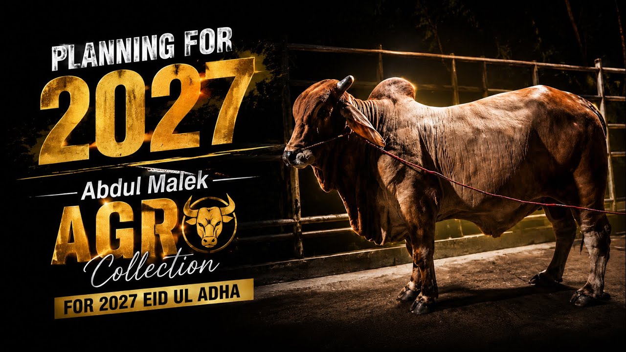 Planning For 2027 Eid Ul Adha 🐄 | Abdul Malek Agro&rsquo;s Premium Qurbani Collection