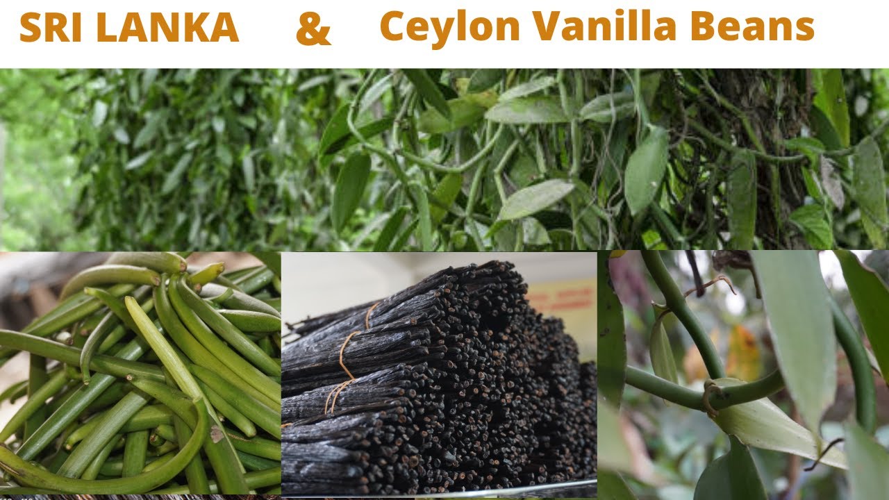 Ceylon Vanilla Beans, Sri Lanka Vanilla Cultivation, Traditionally Cured Vanilla Beans, Whole Sale