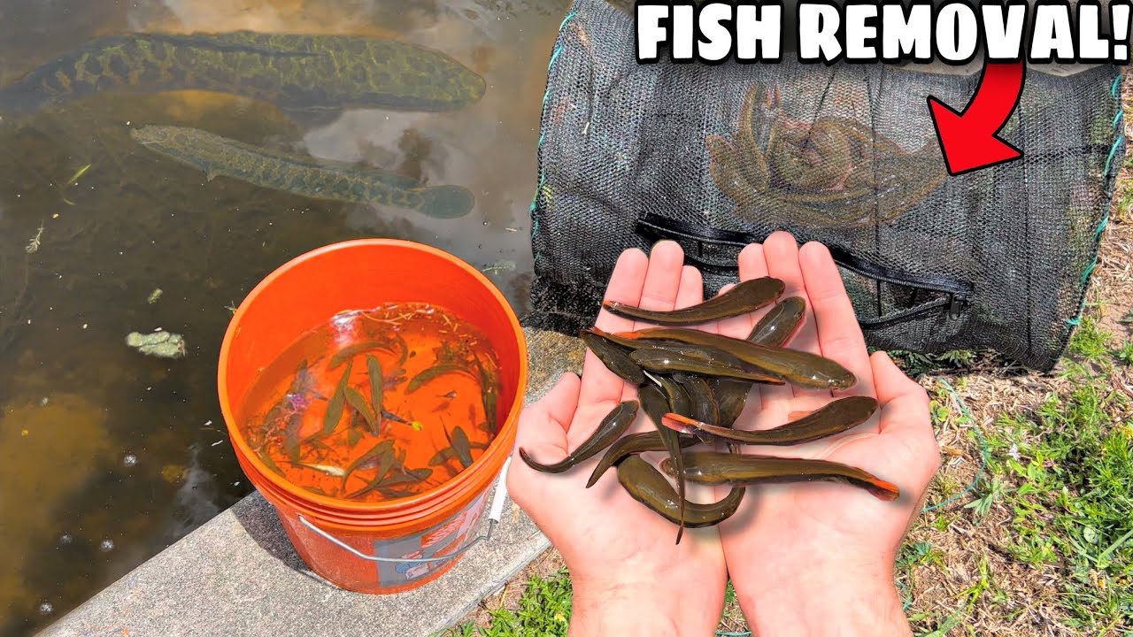 FISH TRAP REMOVES HUNDREDS OF INVASIVE SNAKEHEAD BABIES!