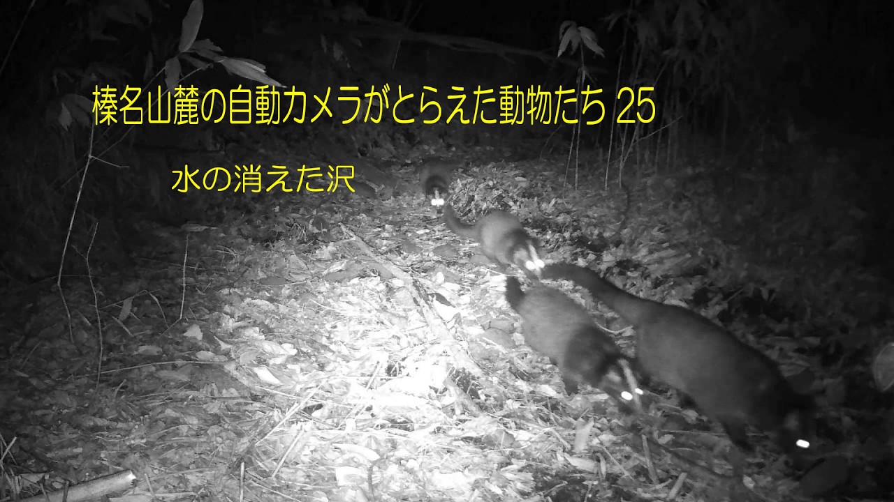 榛名山麓の自動カメラがとらえた動物たち25　水の消えた沢