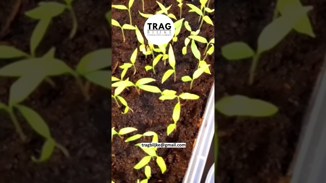 PAPRIKA - KOLEKTIVNO PIKIRANJE REZULTAT