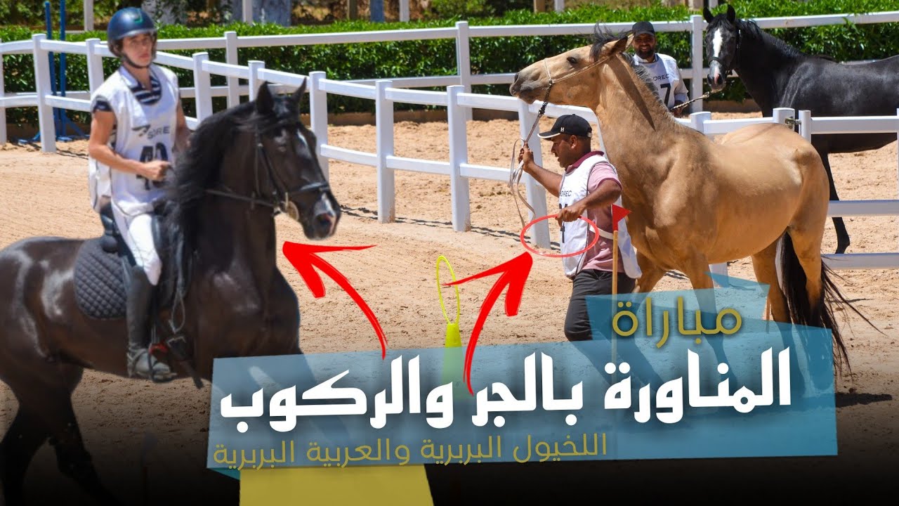 ملخص مباراة المناورة بالجر وبالركوب للخيول البربرية والعربية البربرية بالحريسة الوطنية بمكناس 2024