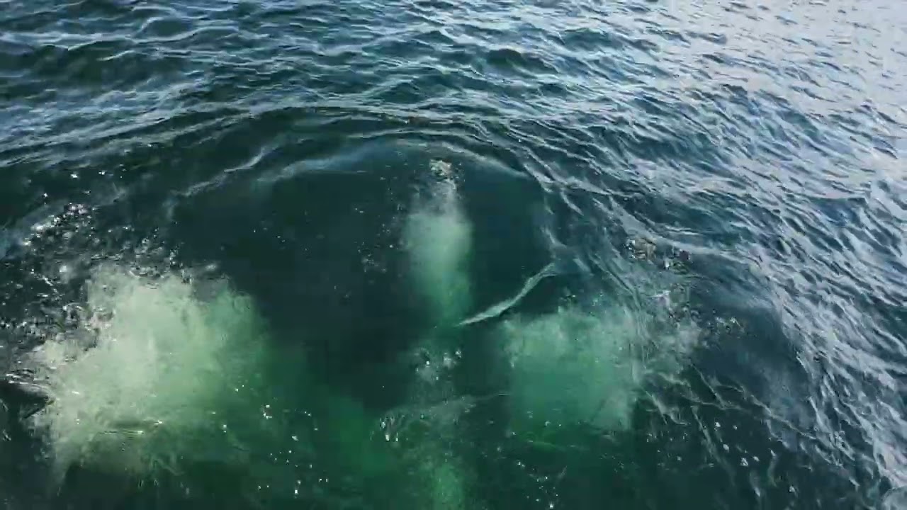 Salvataggio Magadino Lago Maggiore Ticino
