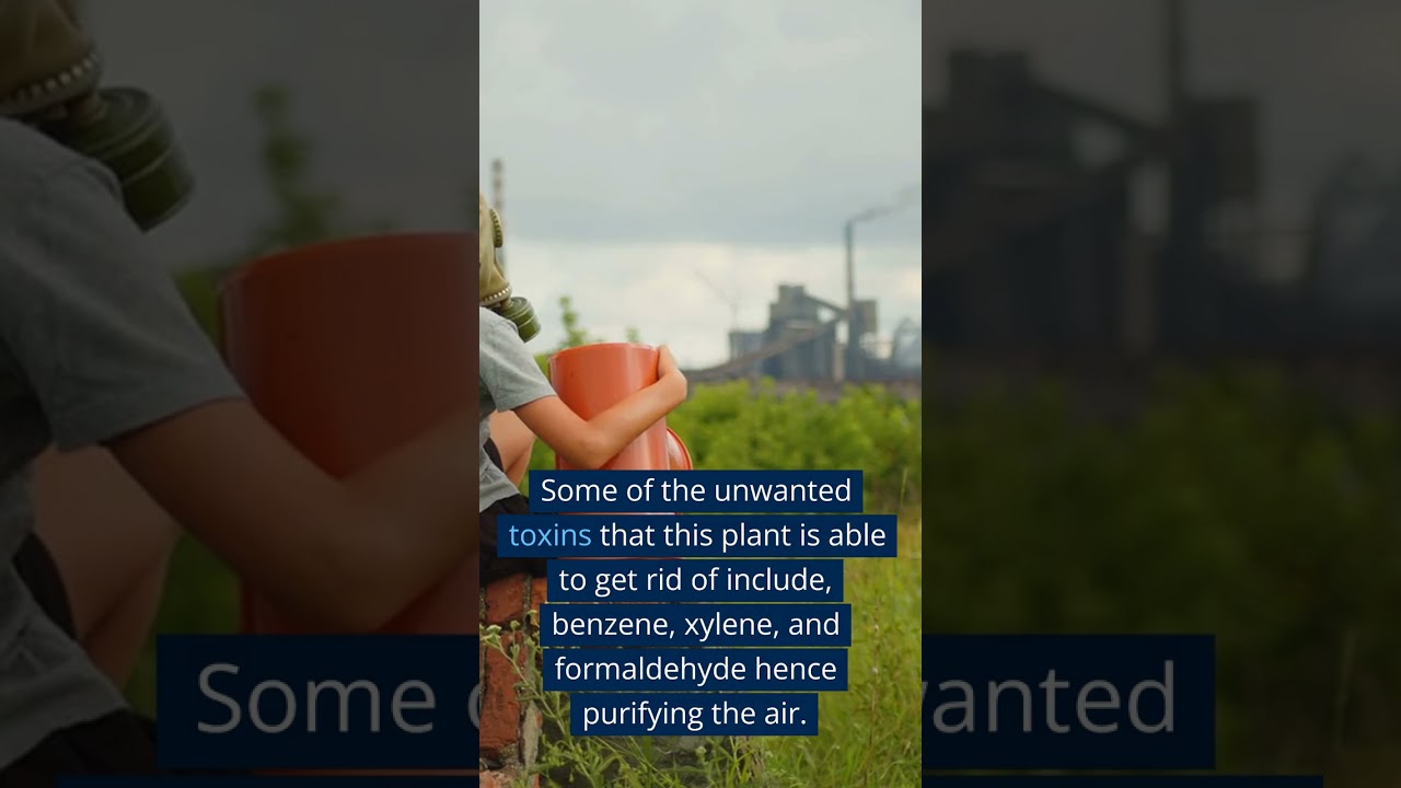 Plants that absorb humidity