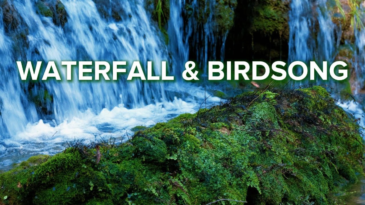 4 HOURS Waterfall & Birdsong Sounds for Deep Sleep | Natural Nature Ambience | #135