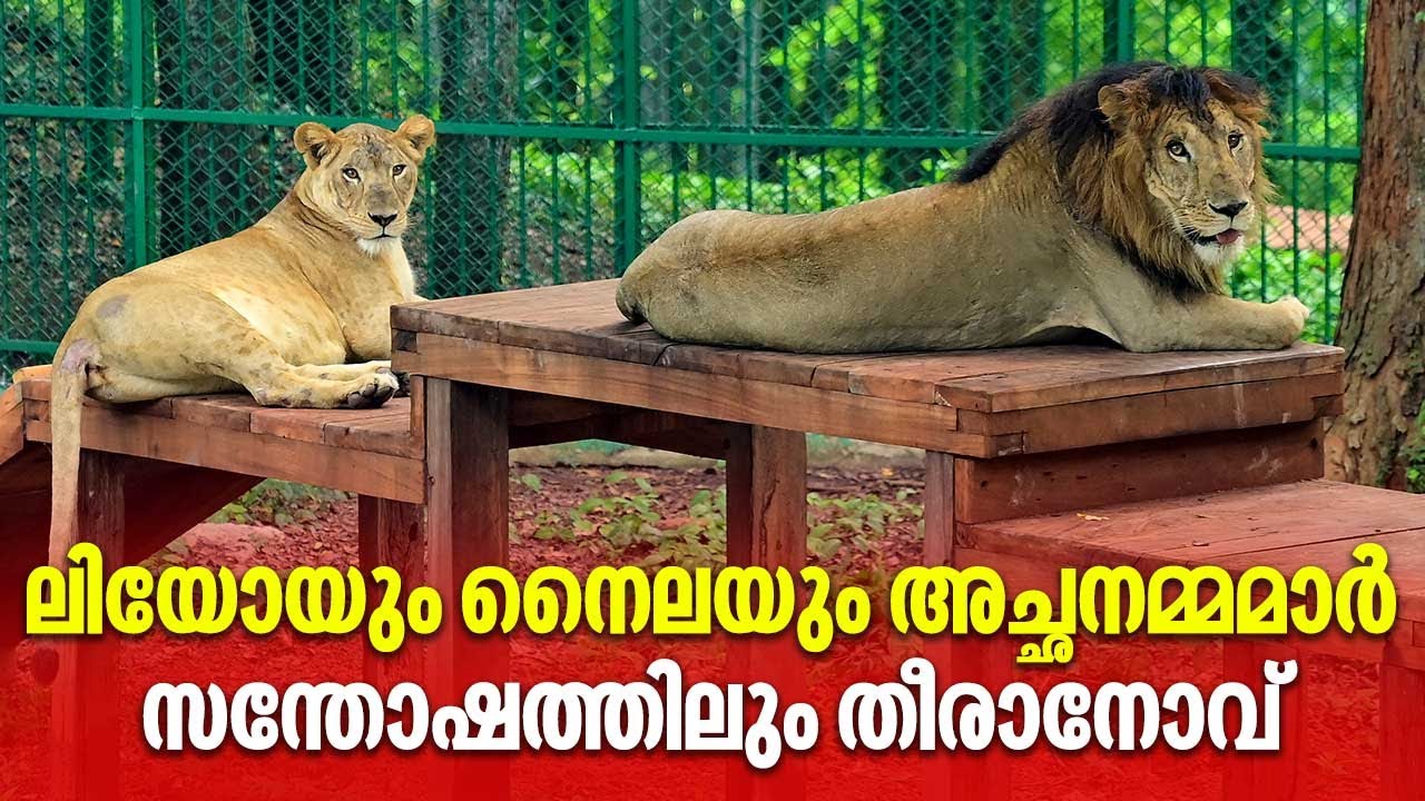 ലിയോയും നൈലയും അച്ഛനമ്മമാർ,സന്തോഷത്തിലും തീരാനോവ്  | Leo | Lion | Thiruvananthapuram Zoo