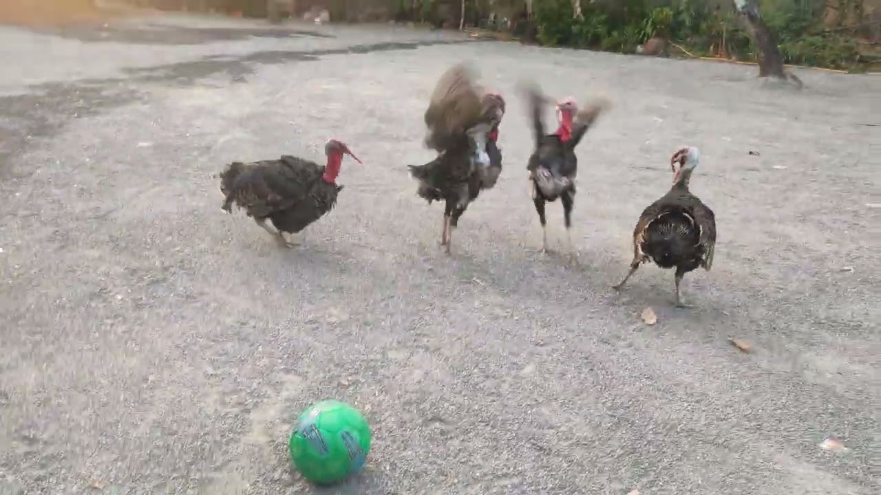 Viral Video of Turkeys Playing Football Part 02
