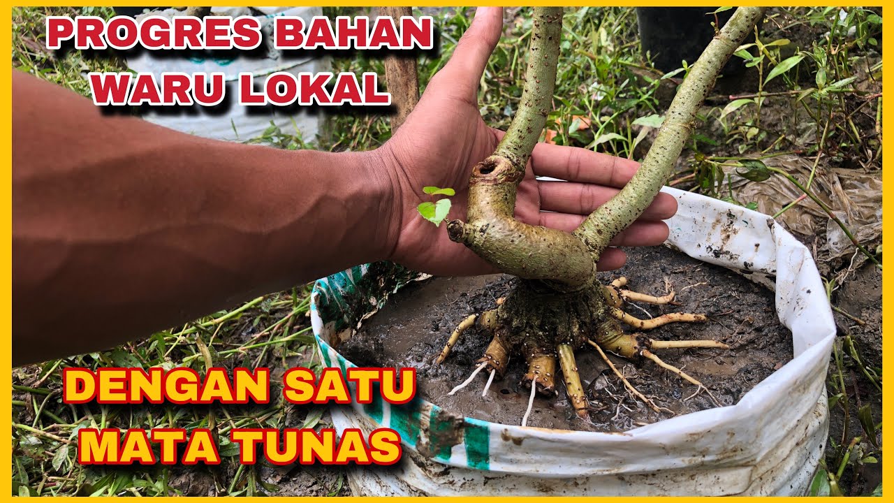 Progres Bahan Bonsai Waru Lokal