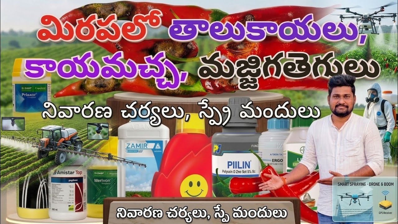 మిరపపంటలో వచ్చే తెగుళ్ళు కారణాలు, నివారణ చర్యలు|| కాయమచ్చలు,మజ్జిగతెగులు, బూడిదతెగులు నివారణ.. #yt 
