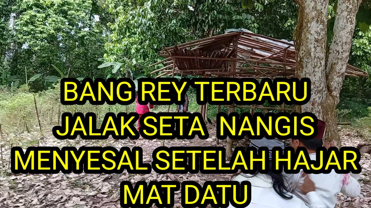 BANG REY TERBARU JALAK SETA KEMBALI SADAR