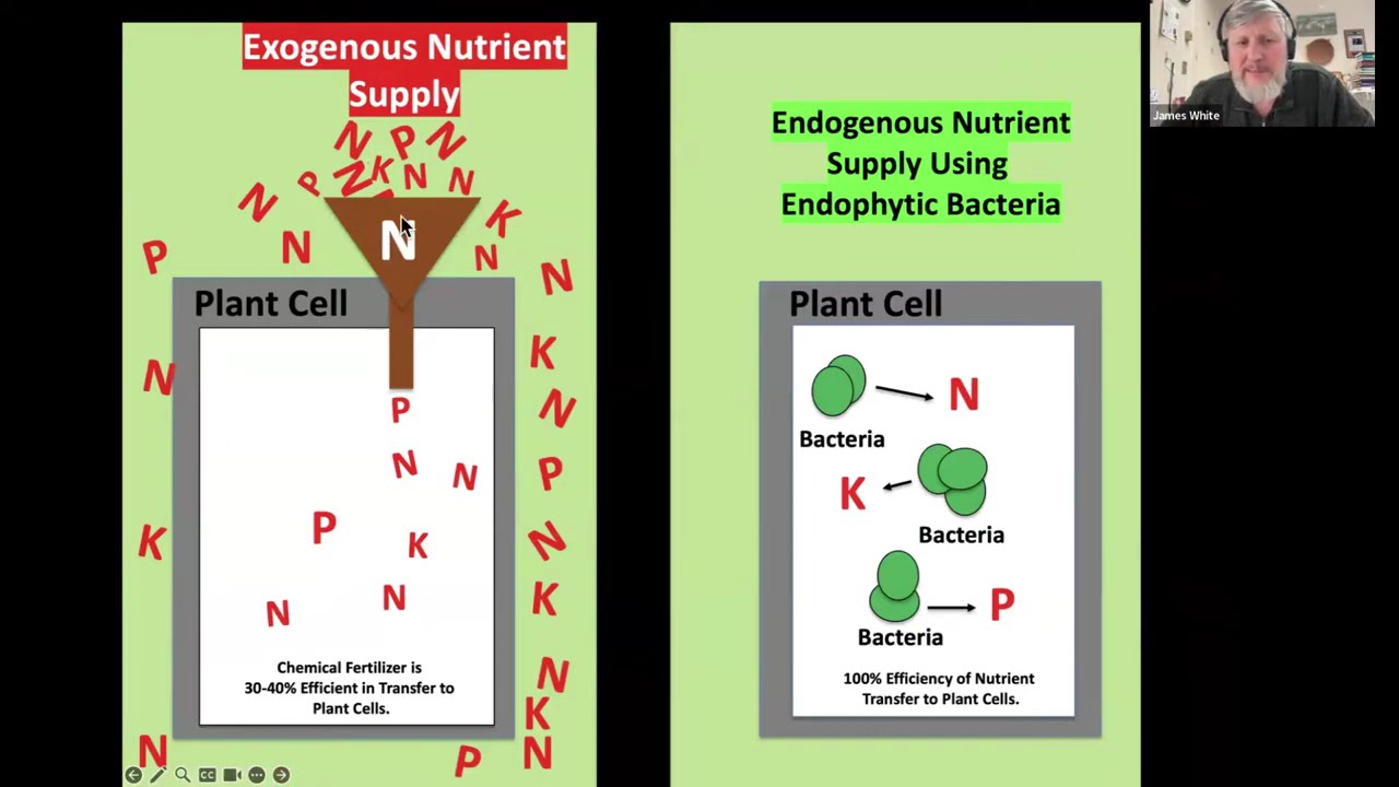 Rhizophagy Cycle- plants & microorganisms interactions. Dr. James White (host:Dr. Mojtaba Zaifnejad)