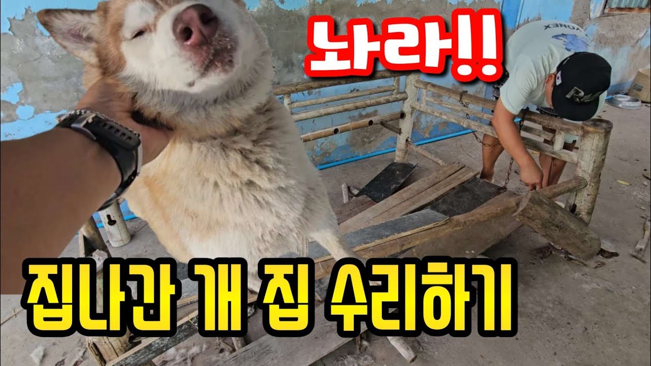 태국에 첫비가 내리고 오늘도 집을 탈출하는 강아지들... 하루하루가 힘드네요