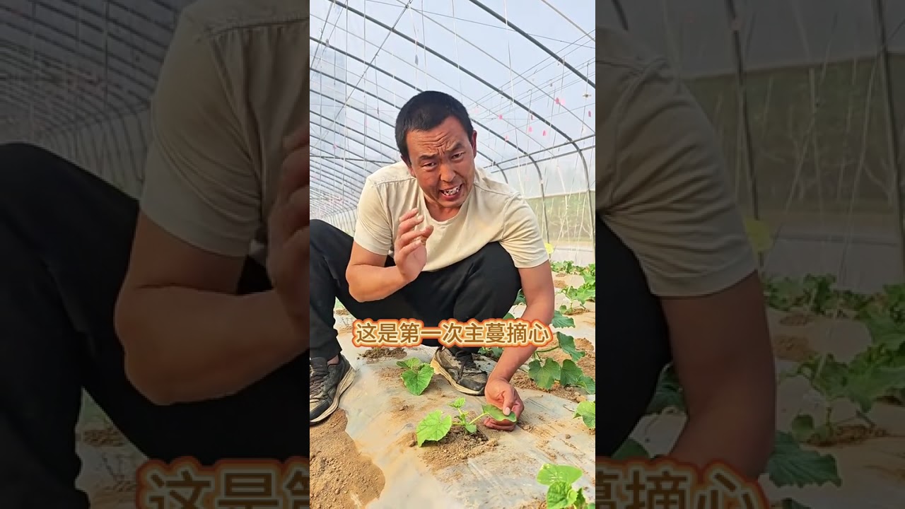 Master the Art of High Yields: Vine Pinching Techniques Explained
