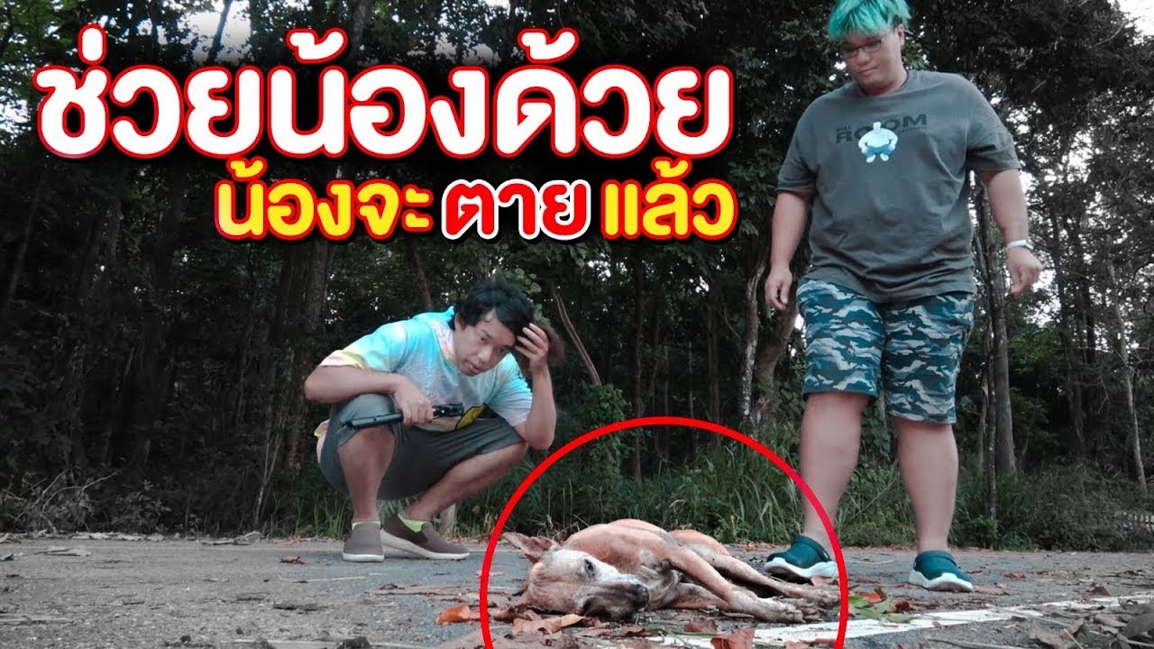 ช่วยน้องด้วย น้องจะตายแล้ว!! กับภารกิจช่วยน้องหมาหูหนวก ที่ถูกทิ้ง - พี่วาฬ