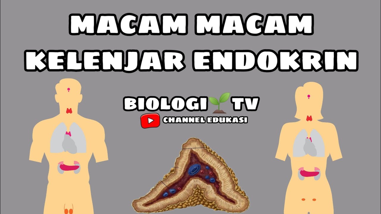 Macam macam Kelenjar endokrin pada manusia - Biologi bab. sistem hormonal/sistem endokrin kls 11