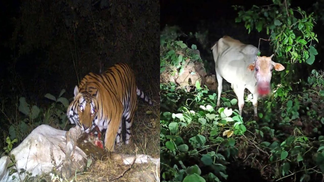 Alert🚨Don&rsquo;t Skip This Video🙏Tiger Attack In Cow | Tiger Attack On Canter tiger video vlog