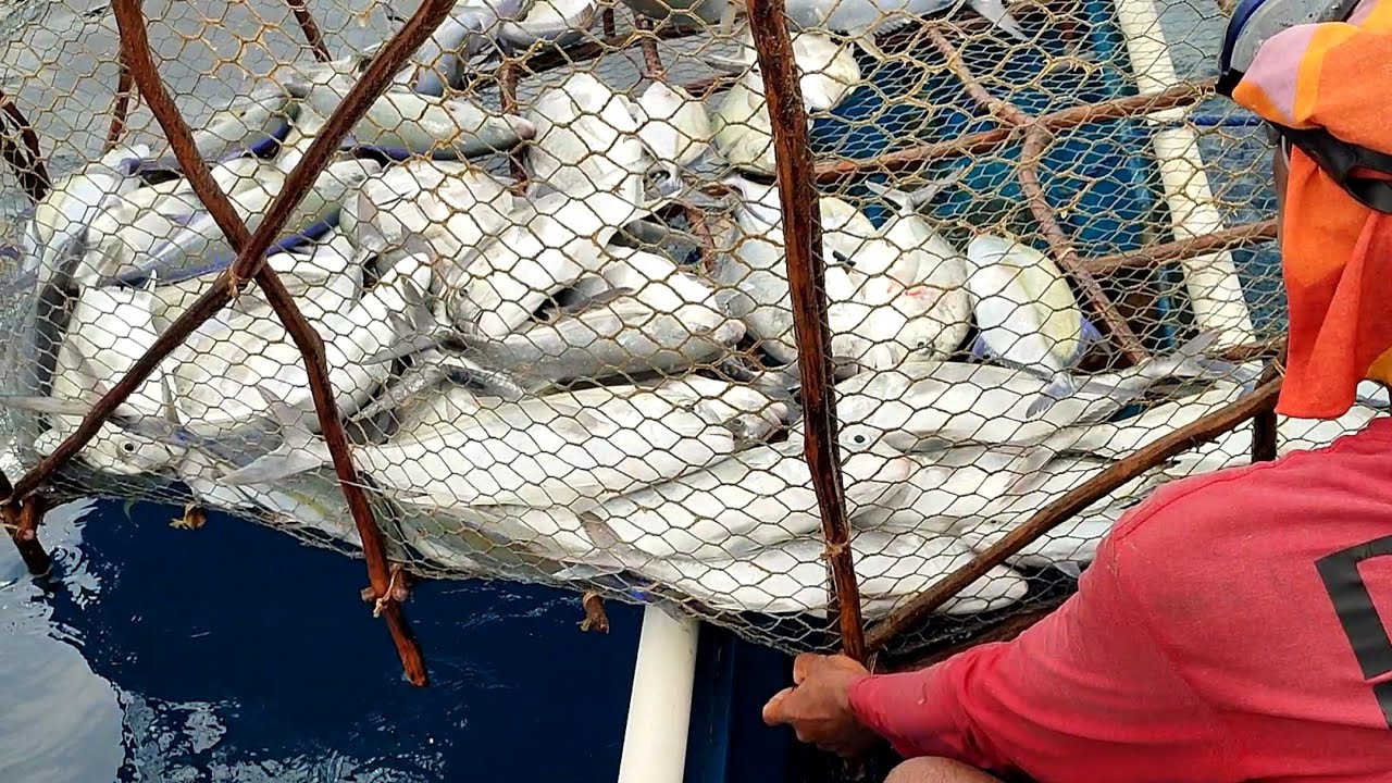 Viral! Nelayan panen Ikan gunakan perangkap RAKSASA😱 pesta besar rayakan kemenangan Daeng Lala FC