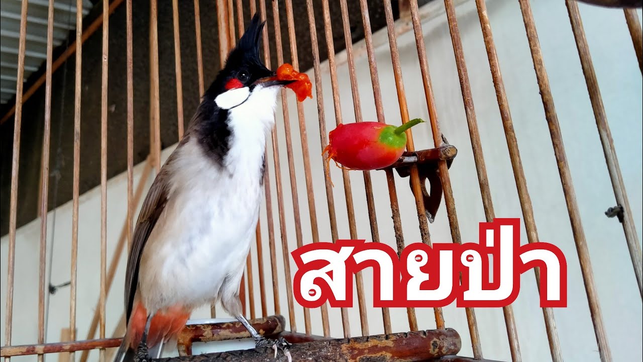 สายป่าห้ามพลาด