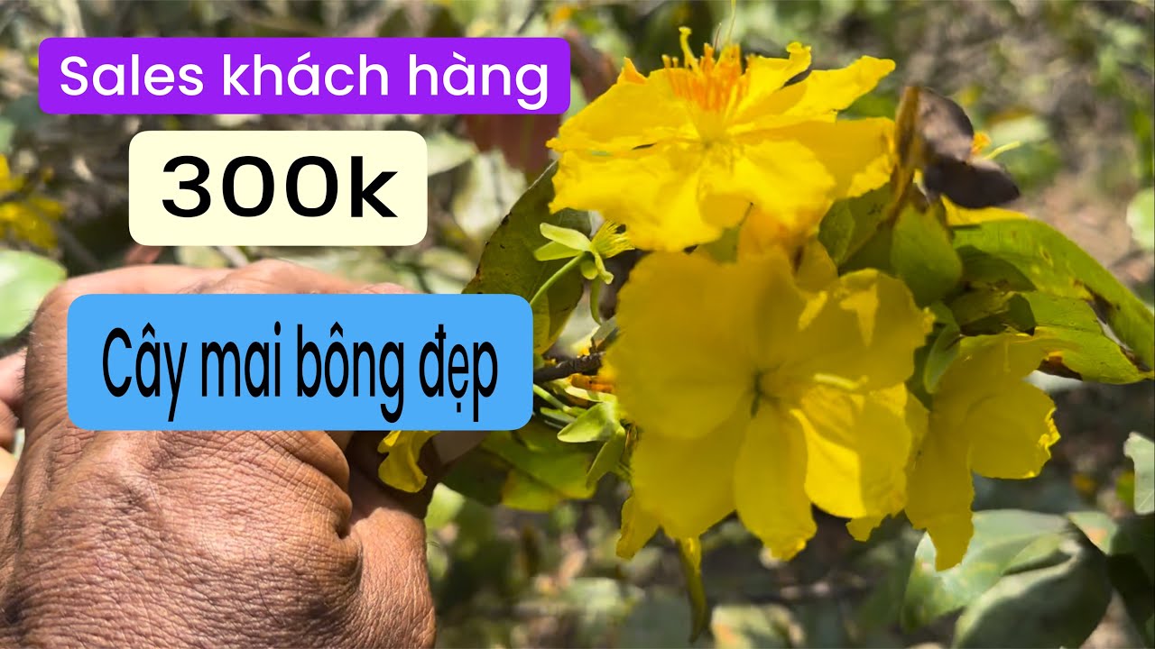Tri ân khách hàng 20 mã số bông đẹp giá rẻ 300k tại vườn mai Huỳnh Tú 0937448639