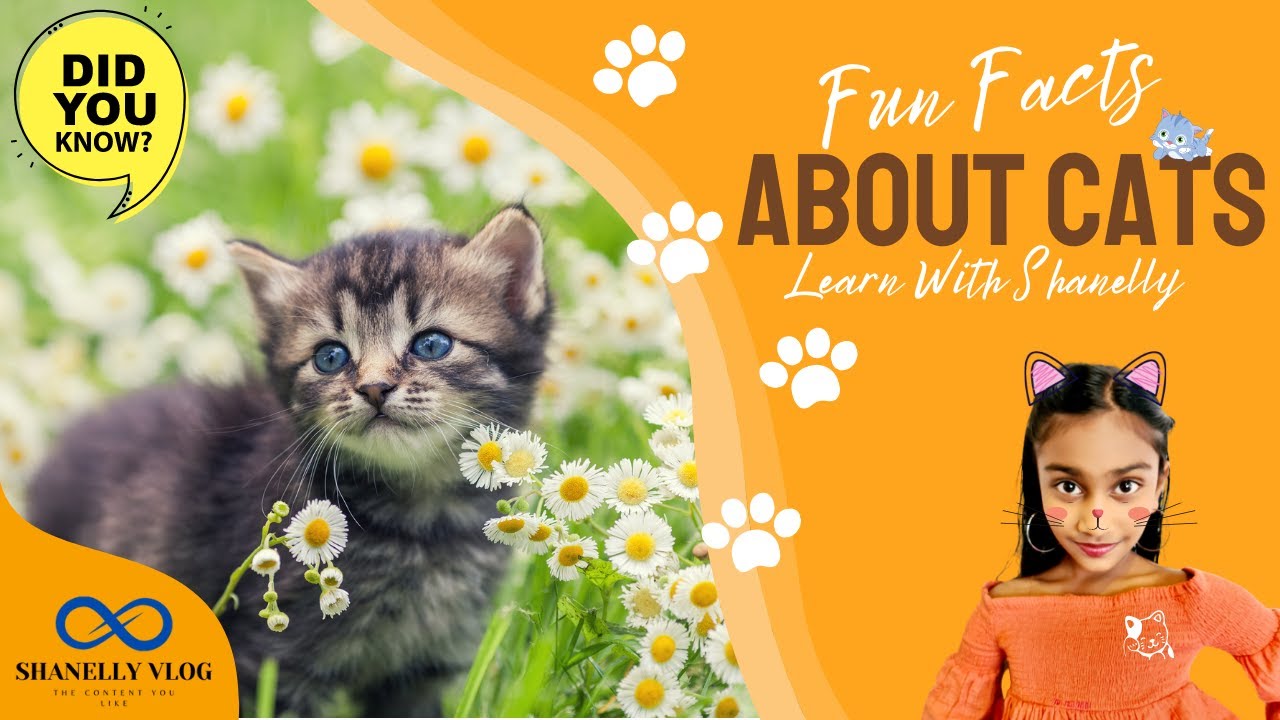 Fun facts About Cats -  Learn With Shanelly