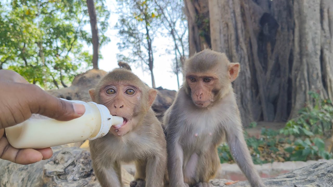 Jay shree Ram, doodh pilaya baby monkey 🐒🐵