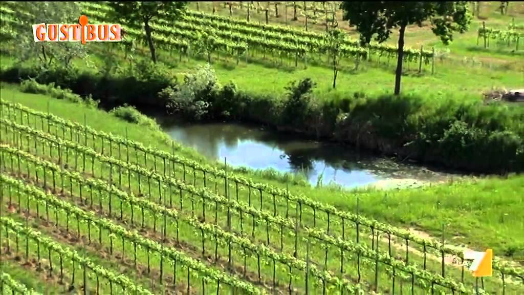 Vini: DOC Venezia