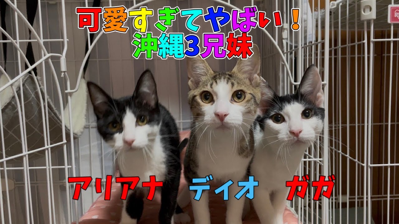 【沖縄っ子12便隊】可愛くて天使みたいな3兄妹の子猫達