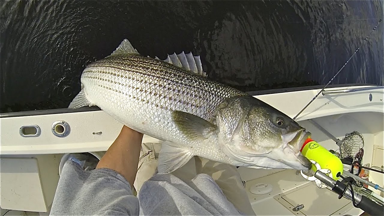 Incredible Live Lining Action for Striped Bass