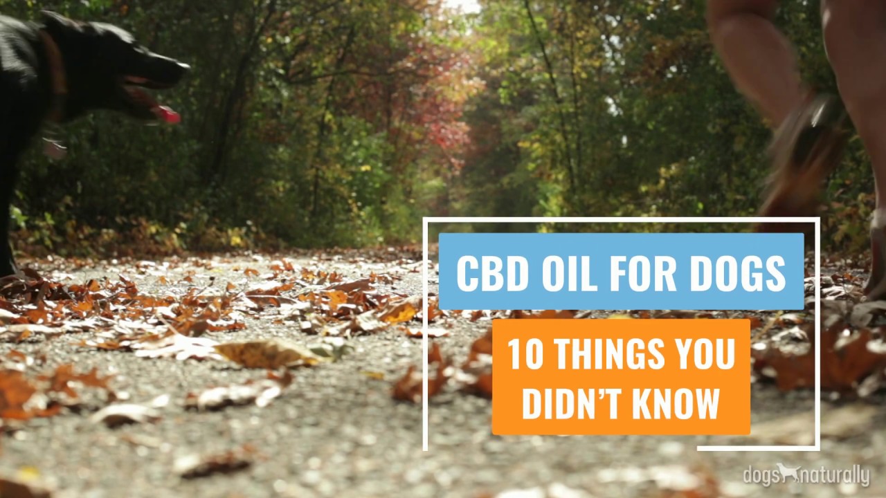 CBD Oil For Dogs: 10 Things You Didn't Know