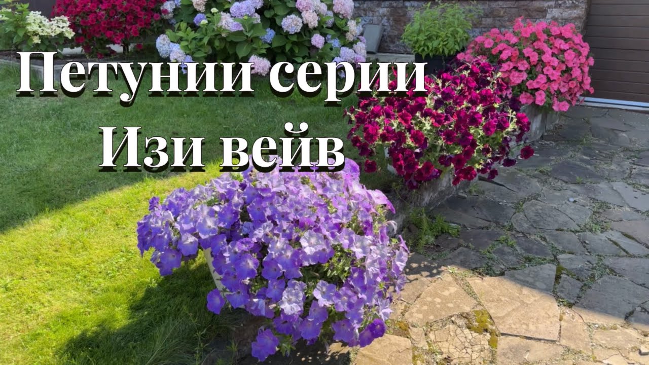 Петунии , которые больше сажать не буду! И петунии на 2025год!