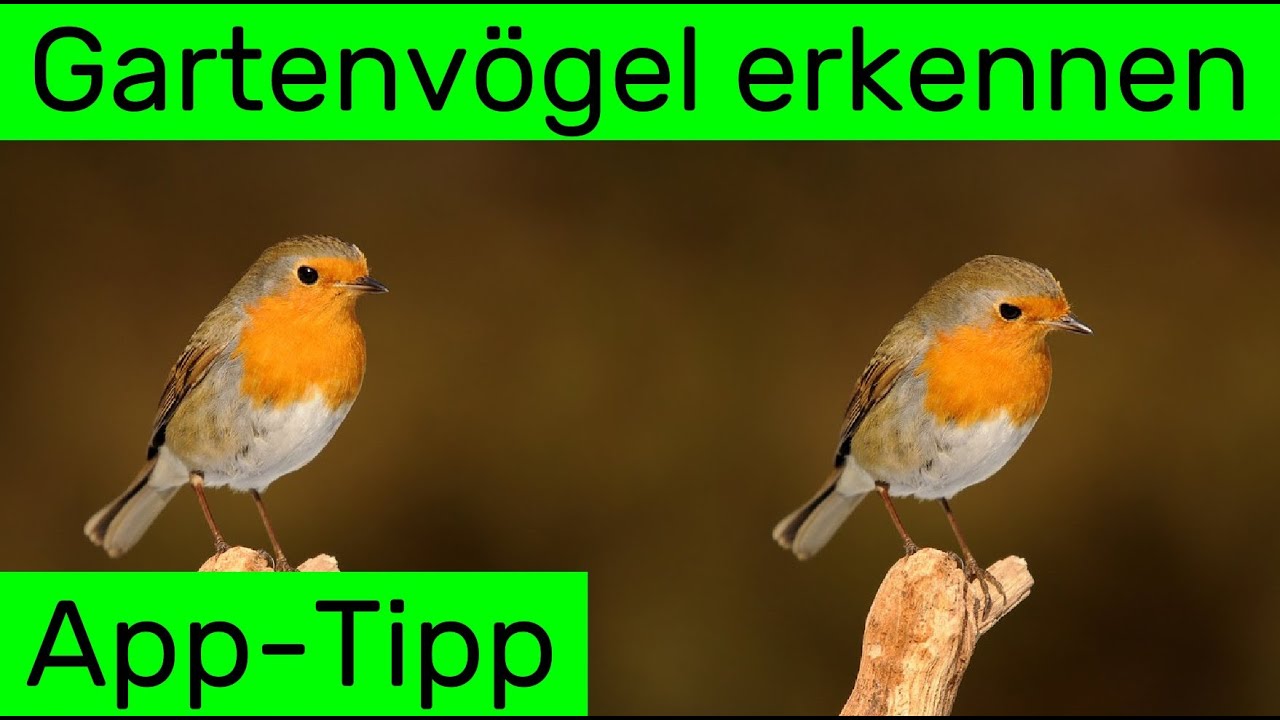 Gartenv&ouml;gel per App bestimmen: Vogelstimmen erkennen