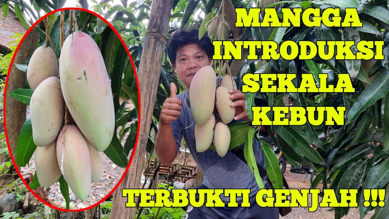 mangga red ivori