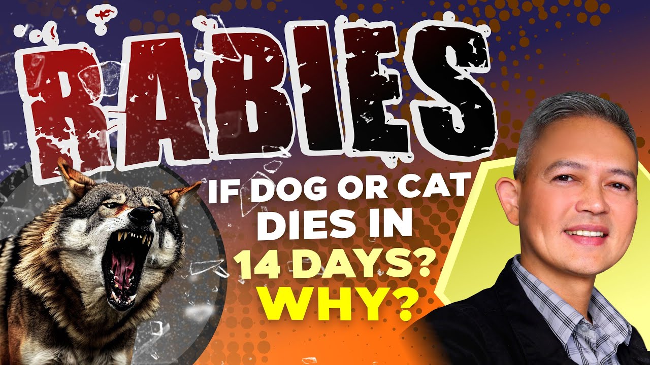 RABIES IF DOG OR CAT DIES IN 14 DAYS?  WHY?