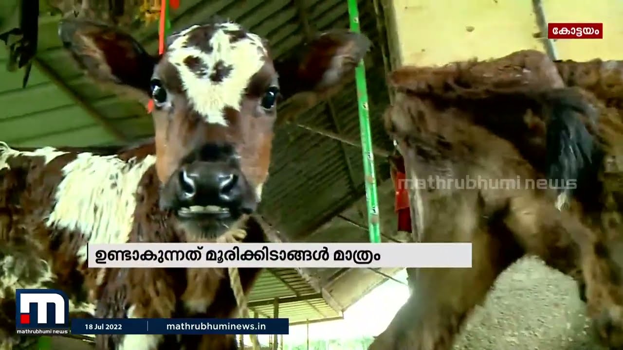 ക്ഷീരകർഷകർക്ക് KLDB ഗുണനിലവാരമില്ലാത്ത കാളയുടെ ബീജം നൽകുന്നെന്ന് പരാതി | Mathrubhumi News
