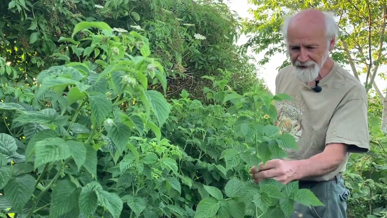 Raspberry Leaf - How to Grow & Harvest