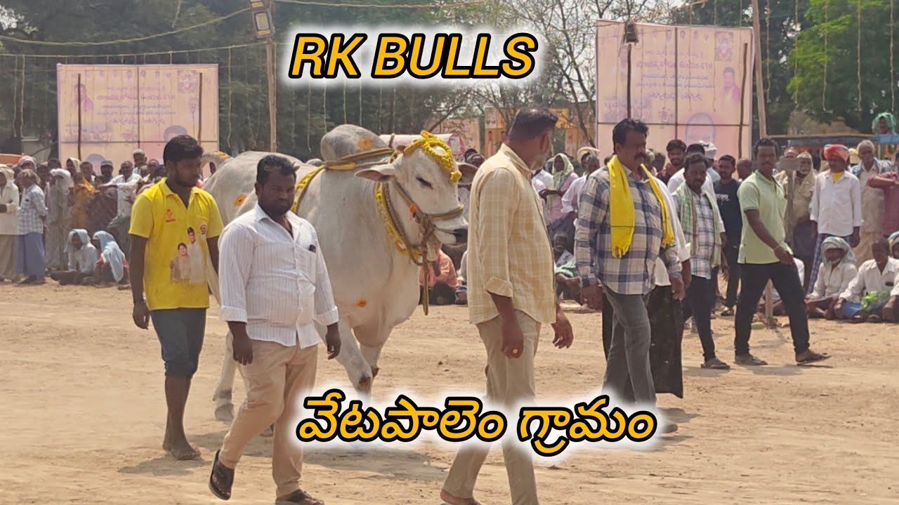 ఆకుల గణపవరం న్యూకేటగిరి 10వ RK BULLS (భద్రాచలం 💥 సింహచలం) వేటపాలెం గ్రామం బాపట్ల జిల్లా..