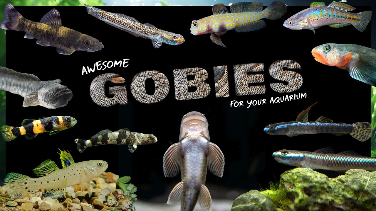 Лучшие пресноводные бычки для вашего аквариума | Найдите идеального бычка для вашего аквариума!