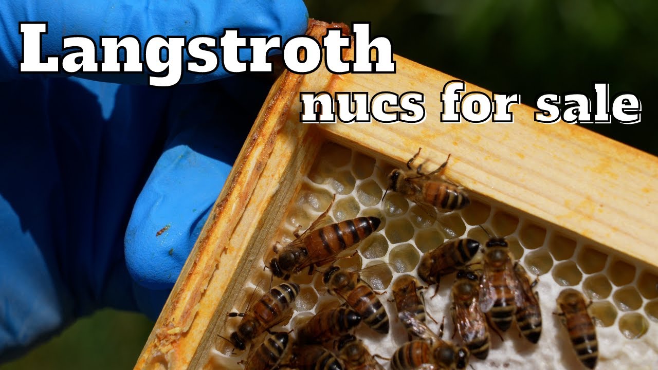 Langstroth Nucs For Sale