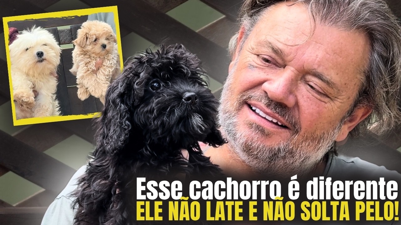 😳 VOCÊ CONHECE ESSA RAÇA? O Poodle misturado com Maltês virou febre!