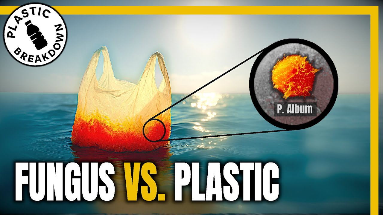 Plastic-Eating Fungus Found in the Ocean