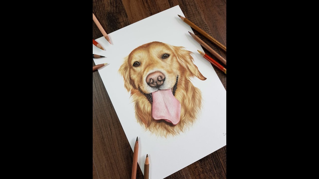 Colour Pencil Drawing - Golden Retriever Dog Drawing Pet Portrait