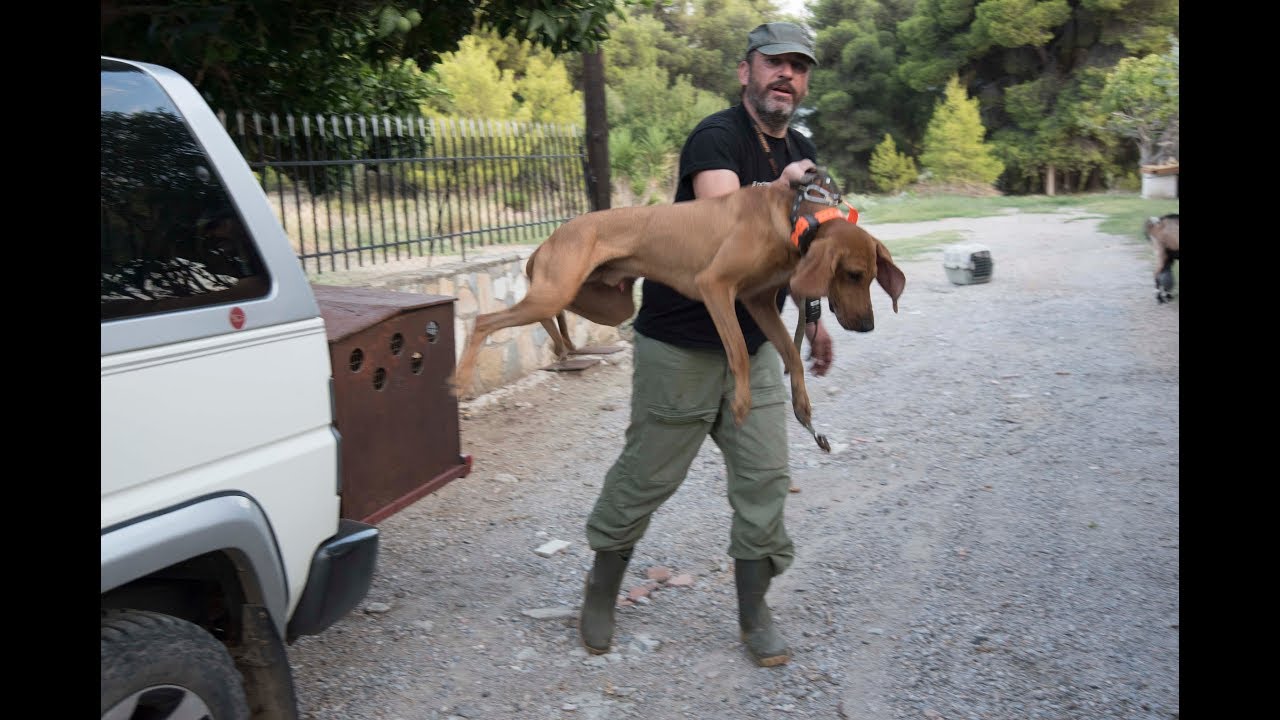 ΠΑΡΟΥΣΙΑΣΗ ΦΥΛΗΣ ΙΤΑΛΙΚΟΥ ΙΧΝΗΛΑΤΗ ΣΕΓΚΟΥΤΣΙ (SEGUGIO ITALIANO)  (ΠΕΡΙΓΡΑΦΗ-ΚΡΙΤΙΚΗ -ΑΞΙΟΛΟΓΗΣΗ).