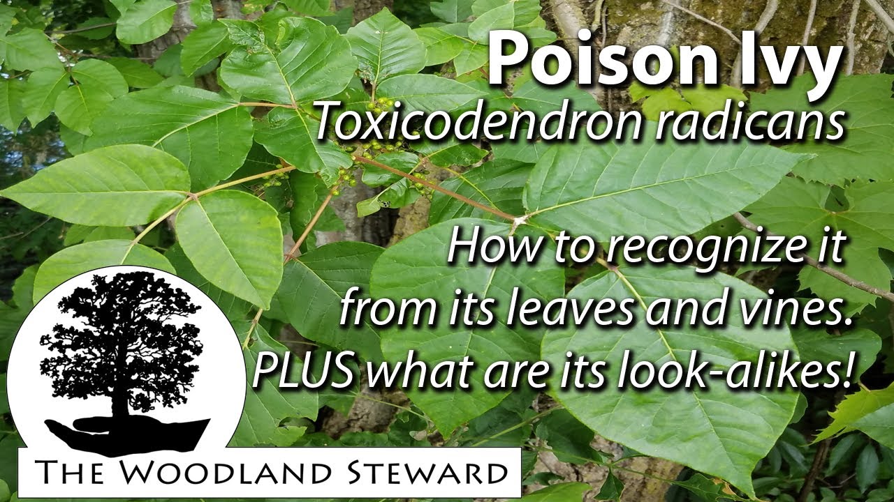 Poison Ivy - How to recognize it from its leaves and vines, PLUS what are its look-alikes.