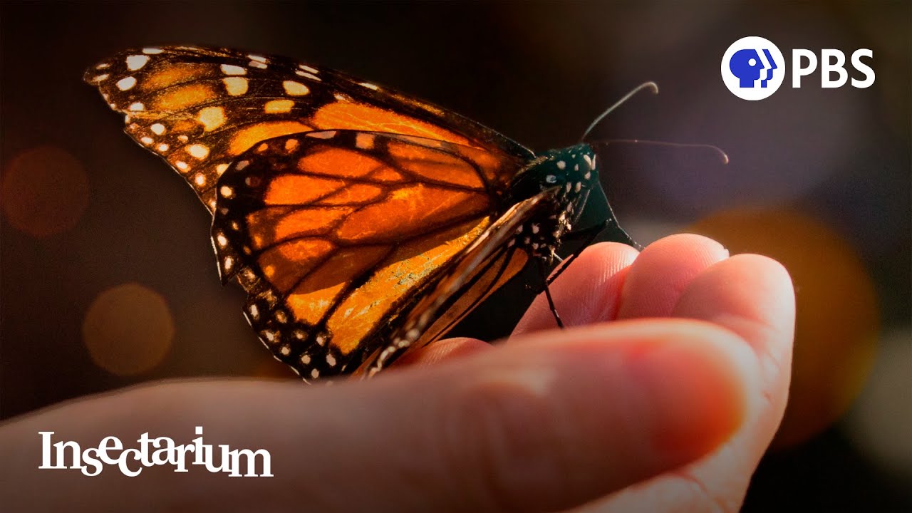 Butterfly Effect: Can Monarchs Avoid Extinction?