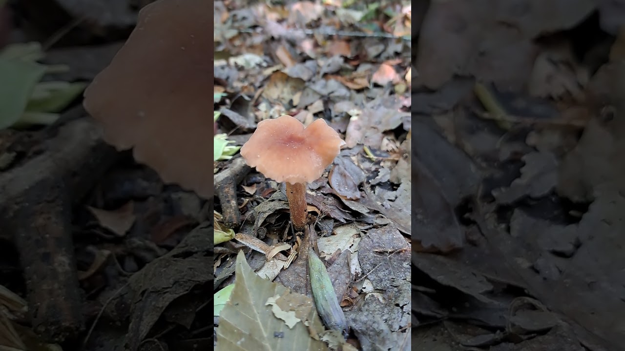 #laccaria #mushroom #fungi #fungus #fungusamongus #mushroomsofinstagram #naturephotography #woods