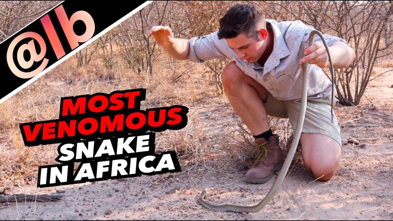 Catching THE most venomous snake of Africa!