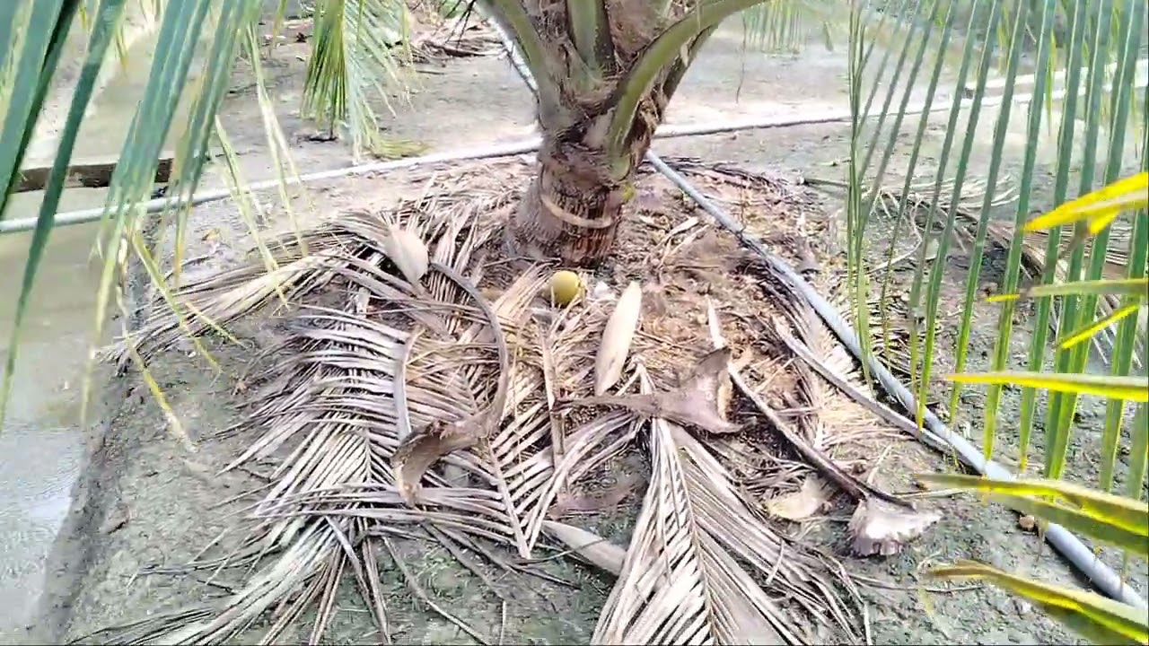 Khoảng cách trồng dừa mã lai bầu hợp lý nhất