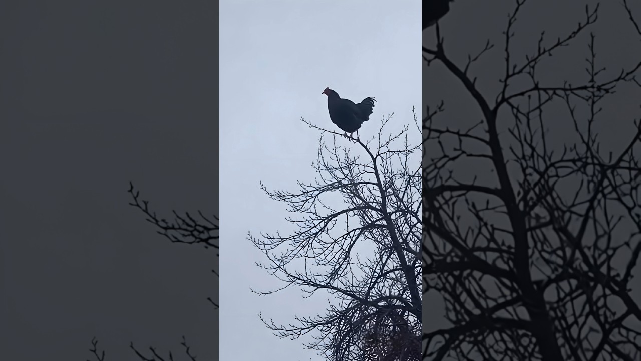 Screaming Chicken on tree 🐓 viral meme #shorts #shortsfeed #comedy #viral #chicken