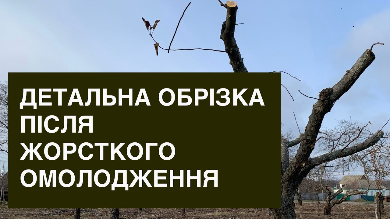 Детальна обрізка старої яблуні після жорсткого омолодження