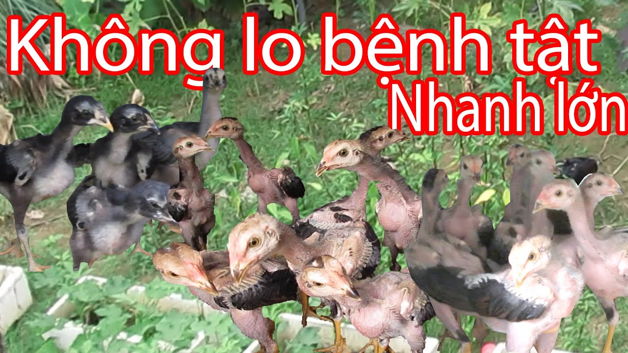 Bí kíp nuôi gà con không bệnh tật Nguyễn Viết Hòa